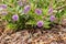 Purple New Zealand hebe shrub with flowers in bloom and bark mulch