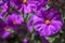 Purple nightshade in bloom during spring