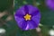 Purple Nightshade with Green Background