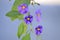 Purple nightshade Solanum flower bush Lycianthes rantonnetii