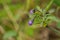 Purple nightshade Solanum xanti buds caught in a spider web, California
