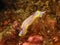 Purple nudibranch (Chromodoris krohni)