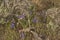 Purple Nuttall`s Larkspur Colorado Wildflowers With Wild Onion Allium In Sagebrush In High Desert Country