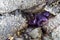 Purple ochre sea star found in a rocky crevice along the Gulf Islands