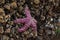 Purple Ochre Sea Star Pisaster ochraceus or Ochre Starfish