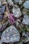A purple Ochre seastar lies safely tucked in between colourful rocks during low tide at Piper's Lagoon on Vancouver