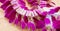 Purple off white Orchid flower round blossom shape