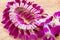 Purple off white Orchid flower round blossom shape