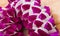 Purple off white Orchid flower round blossom shape