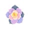 Purple oil-painted Echeveria Lola on white isolated background, vector Succulent Stone Rose or Echeveria in Flat design style,