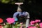Purple old iron faucet with valve and water hose adapter for watering plants next to the flower bed and flowers