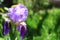 Purple oleander flower in the garden