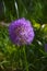 Purple onion Allium caeruleum is species of perennial herbaceous plants of genus Allium of Amaryllidaceae family. Natural