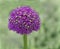 Purple Onion Flower head