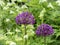 Purple onion flowers, Allium hollandicum Â´Purple sensationÂ´ blooming