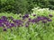 Purple onion flowers, Allium hollandicum Â´Purple sensationÂ´ blooming