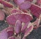 Purple Opuntia Macrocentra