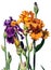 Purple and Orange Iris Flowers