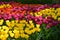 Purple orange and yellow Tulipa gesneria blooming in Keukenhof gardens