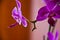 Purple Orchid