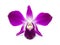 Purple Orchid