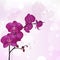 Purple Orchid