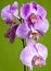 Purple orchid