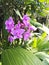 purple orchid