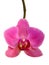 Purple orchid