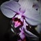 purple orchid, beautiful flower