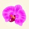 Purple Orchid beautiful flower closeup vintage hand draw vector