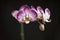 Purple Orchid on a Black Background