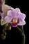 Purple Orchid, black background