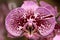 Purple orchid blooming symmetric closeup