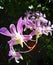 Purple Orchid Bouquet of flowers in Sri Lanka Orchidaceae
