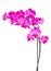 Purple orchid branch