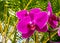 Purple orchid branch phaleonopsis close up with yellow cane palm tree background