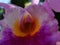 Purple orchid close up with nature in the background on a tropical weather in venezuela