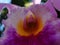 Purple orchid close up with nature in the background on a tropical weather in venezuela