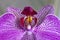 Purple Orchid Closeup
