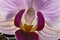Purple Orchid Closeup