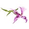 Purple orchid Dendrobium nobile spotted  purple  and white tropical flower  on a white background  watercolor vintage vector