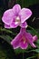Purple orchid duo