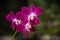 Purple orchid flower