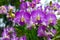 Purple orchid flower, Beautiful lavender color of wild orchid flower among blurry green  background