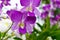 Purple orchid flower, Beautiful lavender color of wild orchid flower among blurry green  background