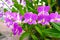 Purple orchid flower, Beautiful lavender color of wild orchid flower among blurry green  background