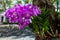 Purple Orchid flower clinging to the tree, focus selective