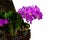 Purple Orchid flower clinging to the tree, focus selective