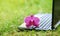 Purple orchid flower on a laptop in the grass